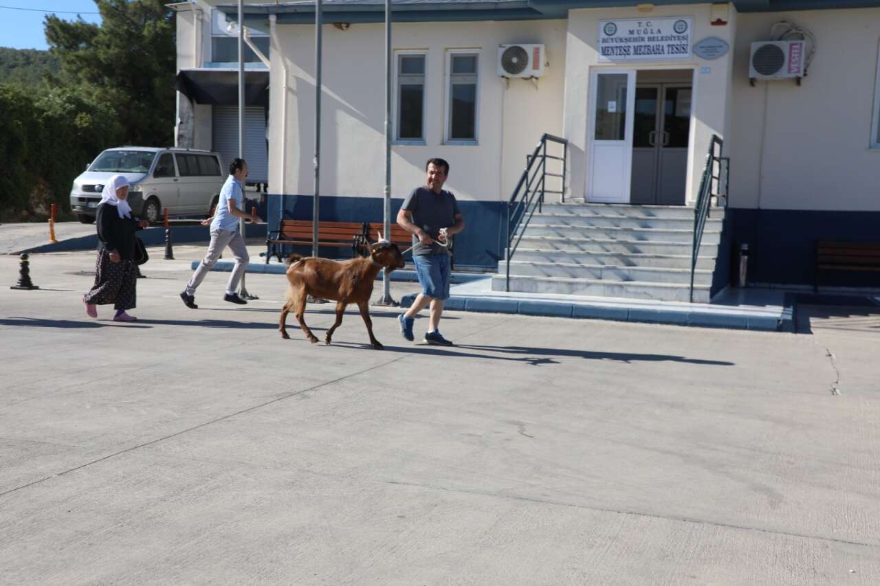 Muğla’da Bayram Öncesi Kurban Satış ve Kesim Noktaları Belirlendi 2
